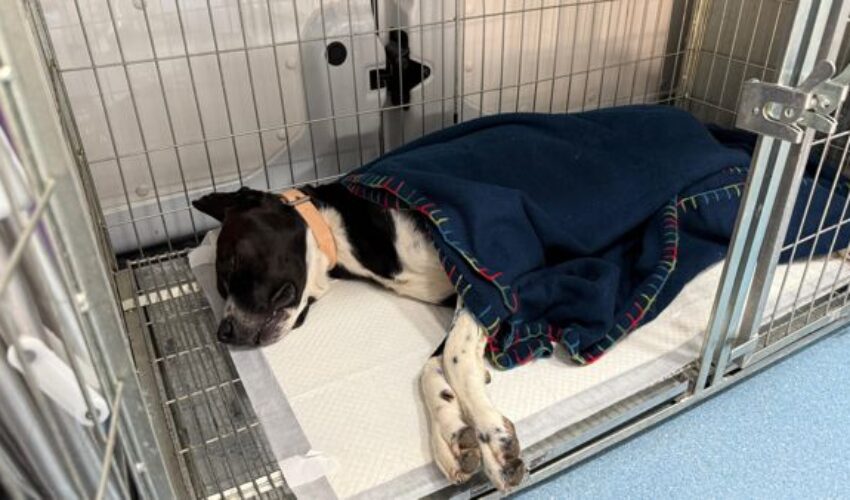 Foto Castrações e chips cachorro