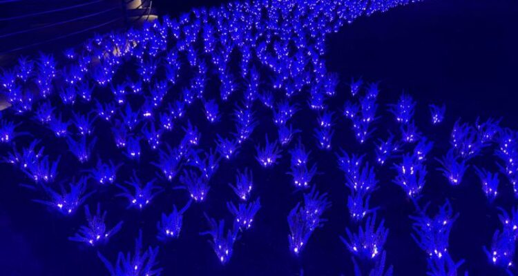 Foto Lumni Jardim de Lavandas.REDUZIDA