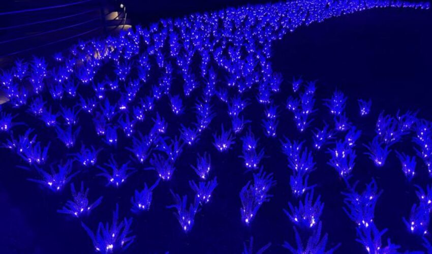 Foto Lumni Jardim de Lavandas.REDUZIDA