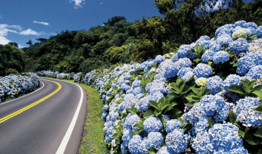 Foto Verão na Serra Gaúcha.rodovia com hortensias.REDUZIDA