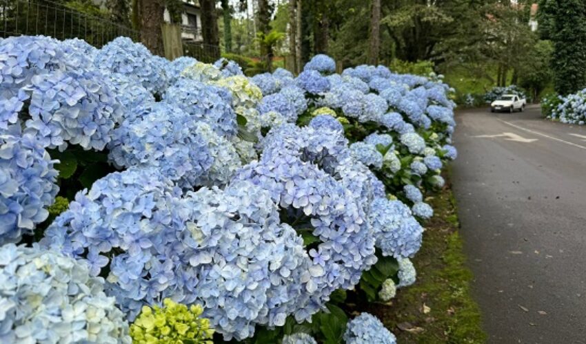Hortênsias (1)
