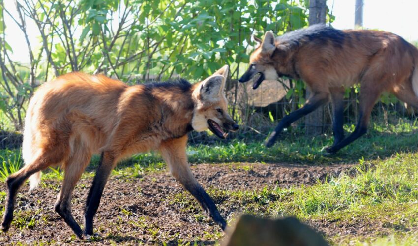 casal_lobos_foto_halder2